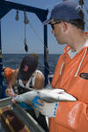 Atlantic Sharpnose Shark Tagging