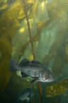 Black Rockfish image