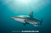Blacktip Shark94