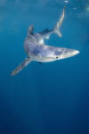 blue shark picture