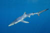 Blue Shark picture 110
