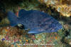 Blue Rockfish