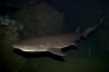 Broadnose Sevengill Shark picture