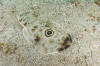 Bullseye Electric Ray pictures