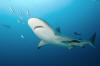 Caribbean Reef Shark picture 003