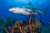 Caribbean Reef Shark 