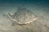 Common Angel Shark Picture