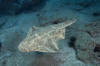 Common Angel Shark picture