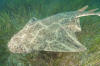 Angel Shark picture