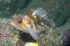 Copper Rockfish 012