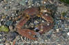 Flattop Crab