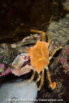 Foliate Kelp Crab