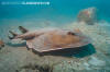 Giant Electric Ray 