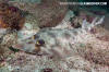 gorgona guitarfish images