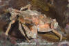Graceful Kelp Crab