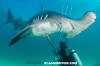 Great Hammerhead Shark 050