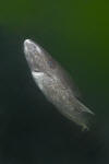 Greenland Shark picture