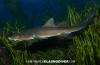 Grey Smoothhound shark