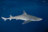 Gulf ofMexico Smoothhound Shark