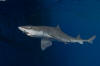 Gulf of Mexico Smoothhound Shark