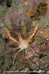 Longhorn Decorator Crab