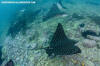Pacific Spotted Eagle Ray Aetobatus laticeps