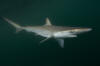 A Pacific Sharpnose Shark in the Sea of Cortez