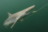 Pacific Sharpnose Shark on a longline