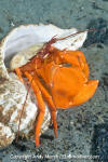 Pacific Red Hermit Crab