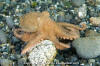 Pacific red octopus or ruby octopus - O.rubescens