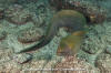 Panamic Green Moray Eel