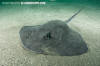 Pitted stingray