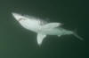 Porbeagle Shark photograph