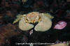 Pubescent Porcelain Crab