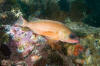 Puget Sound Rockfish 004