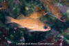 Puget Sound Rockfish