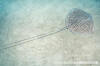 Reticulate Whipray