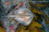 Sepia Stingray Urolophus aurantiacus