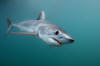 shortfin mako shark image