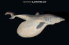 Shortfin mako shark fetus