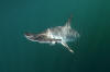 Smooth Hammerhead Shark picture