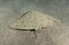 Spiny Butterfly Ray image