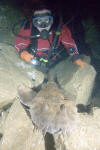 Spotted wobbegong pic