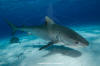 Tiger Shark Picture