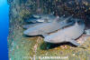 Whitetip Reef Shark 125