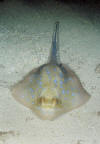 Blue spotted stingray picture