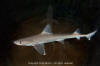 smooth dogfish / dusky smoothhound shark 004