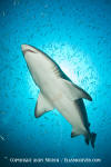 Sandtiger Shark 207