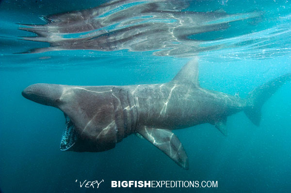 diving with basking sharks
