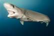 Bigeye sixgill shark
